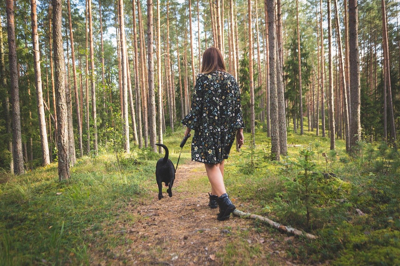 dog, nature, pet, forest, landscape, animal, walk, autumn, cute, walking, retriever, leaves, female, atmosphere, leisure, outdoors, walk, walk, walk, walk, walk, walking, walking, walking, walking